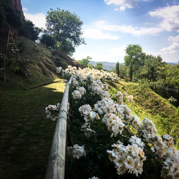 IMG_0613 (Borgo Rose)_1-1